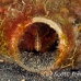 fish_bottle_kbrja1_h_0048_sul2777.jpg
